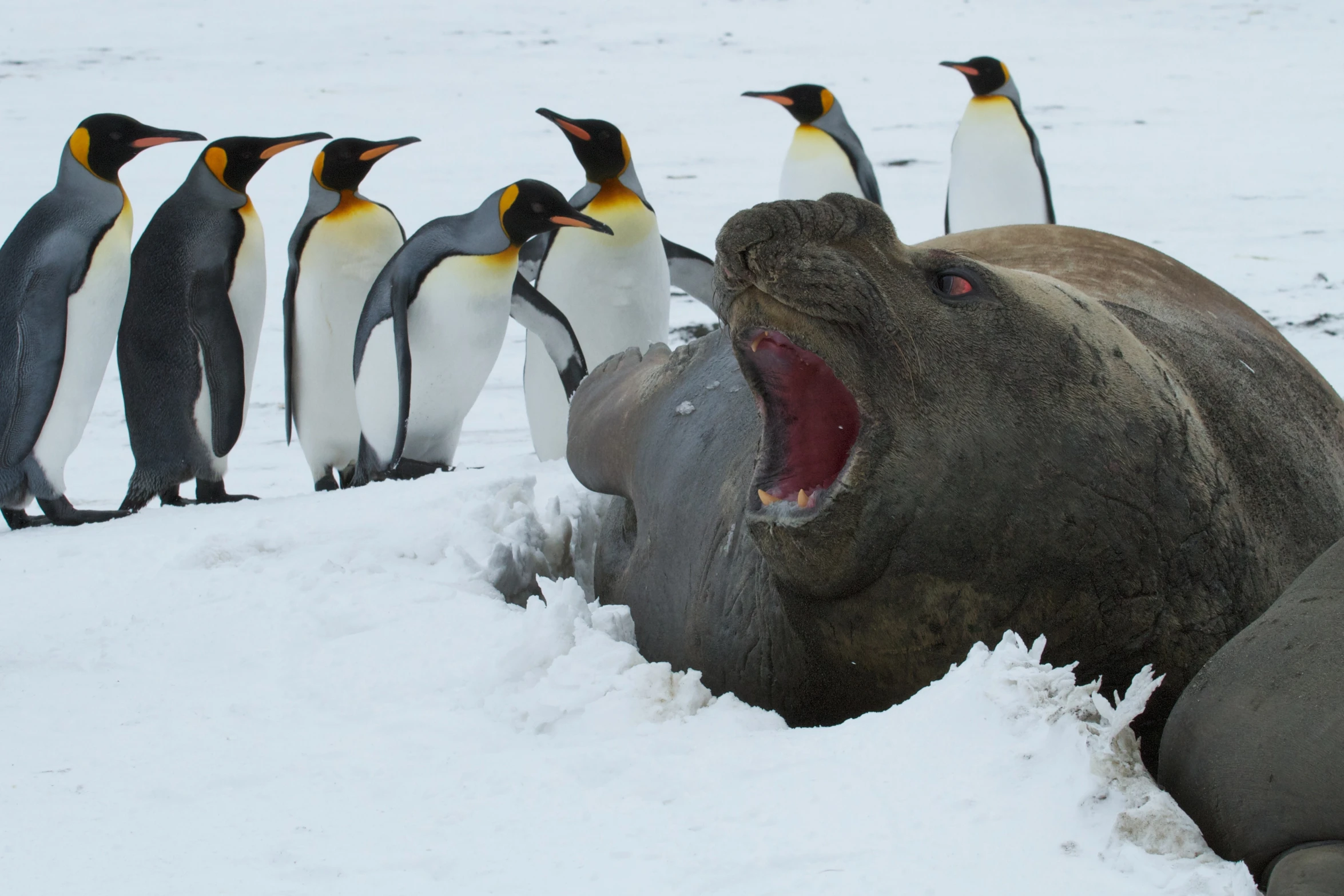 an elephant is laying in the snow and some penguins are standing next to it