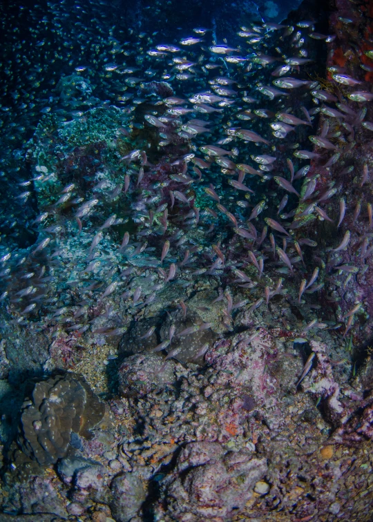 a school of fish swimming on top of the ocean floor