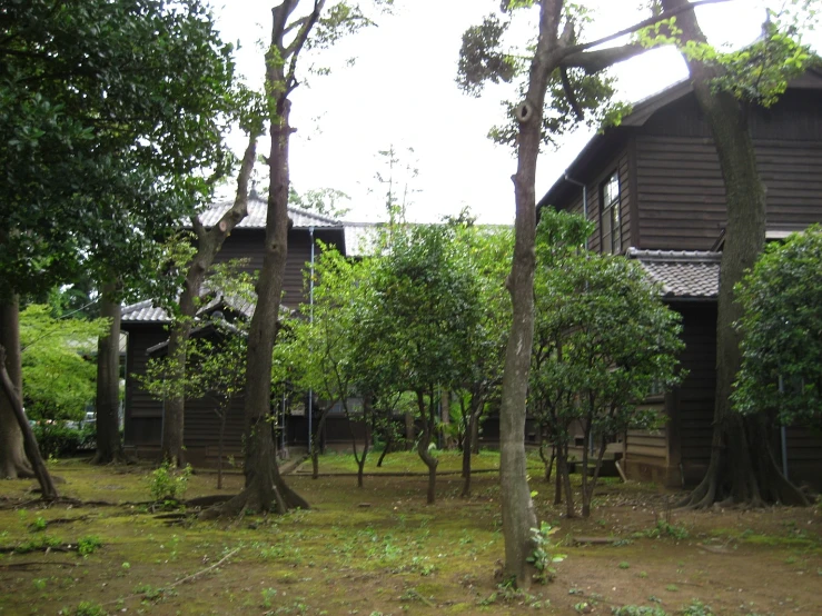 an old house with a tree in the yard