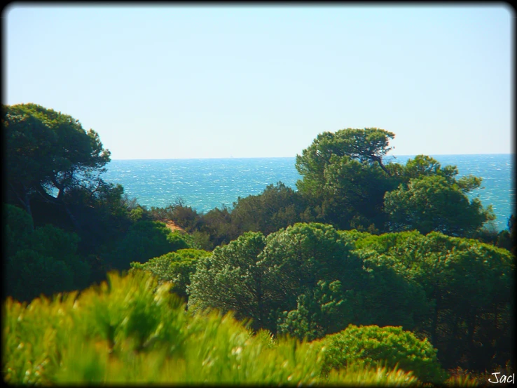 an island with lots of trees and shrubs near the ocean