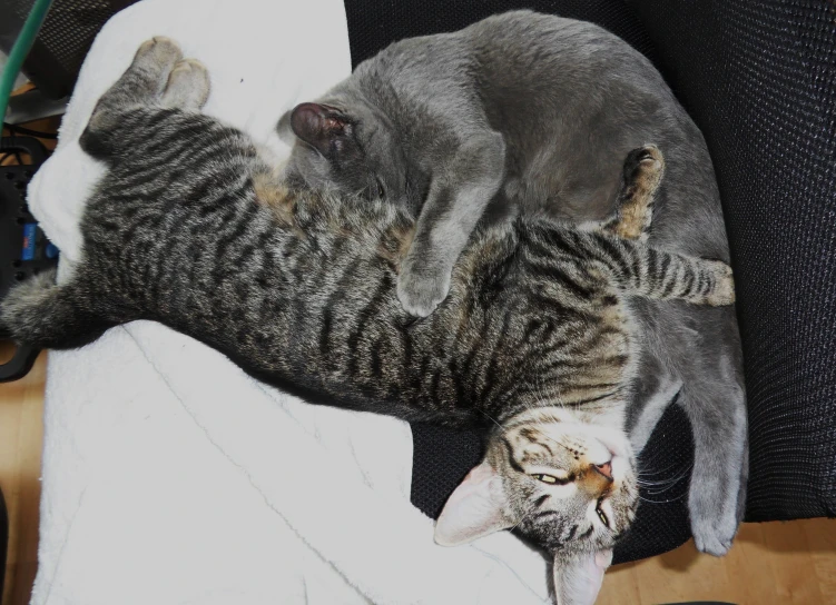 two cats lie on each other and cuddle