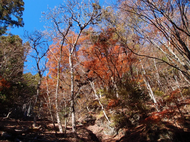 a forest with many trees during the fall