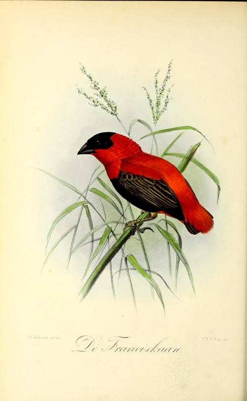 a red bird with black head sitting on a stem