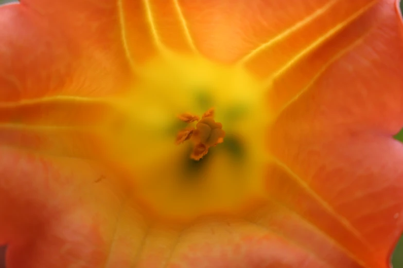 an orange flower that is almost blooming