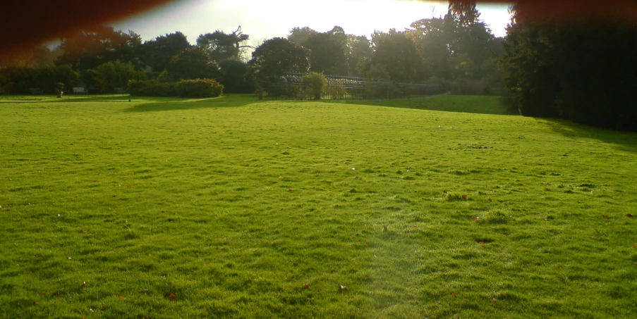 a field with green grass and some trees