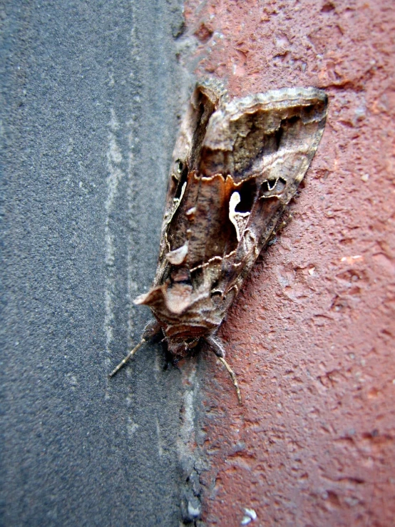 a close - up po of a dying leaf on the ground