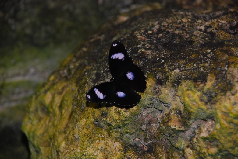 two small erflies resting on moss covered rocks