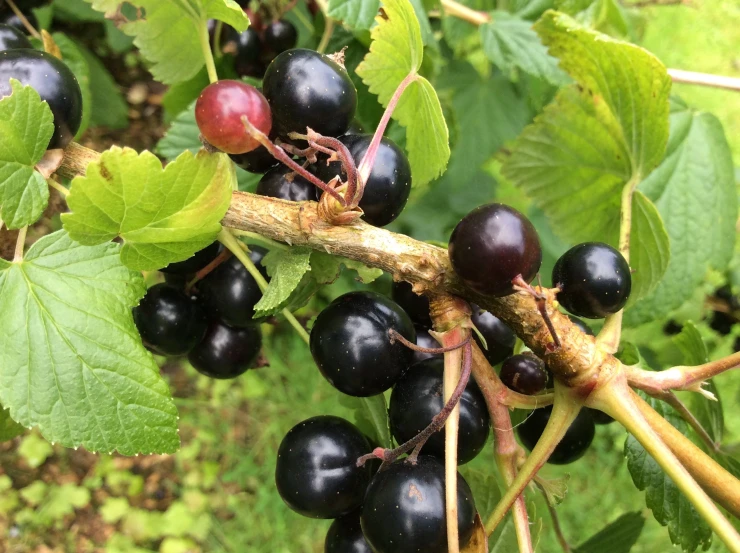 black berries that are on a tree nch