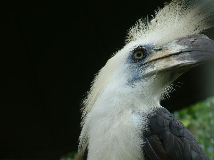 an exotic looking bird with feathers and feathers falling out of its beak