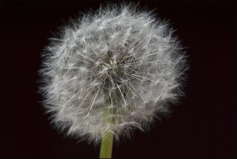 a dandelion blowing in the wind on a dark background