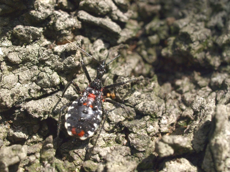 a close up view of a bug on the ground