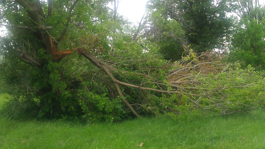 a fallen tree that has been bent in the grass