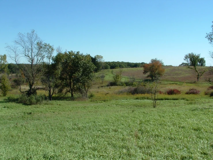 a lush green field surrounded by trees