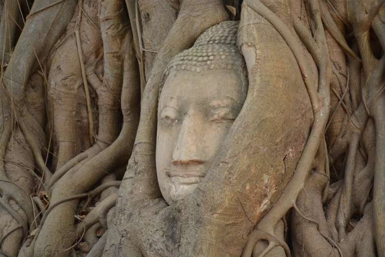 a buddha head is wrapped in a tree