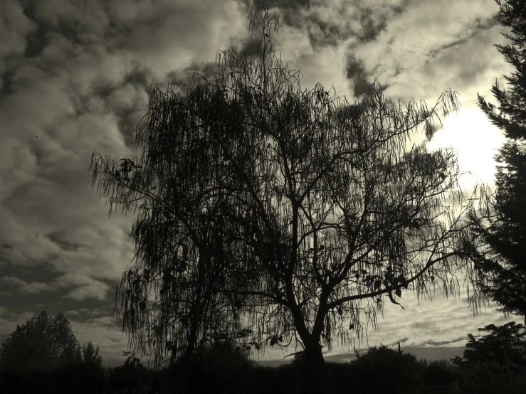 a lone tree surrounded by dark clouds and grass