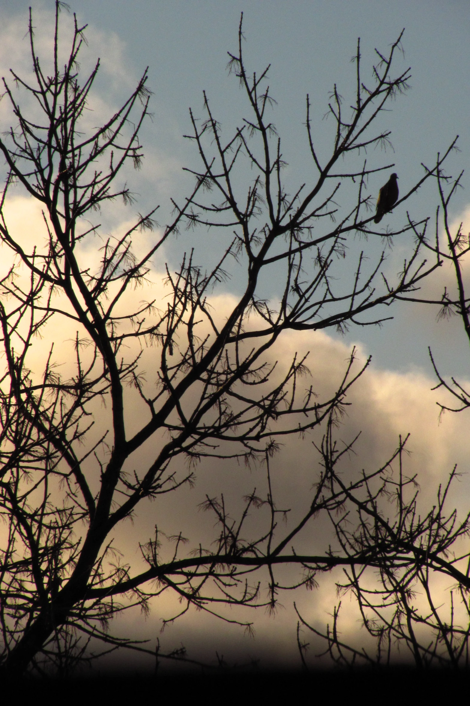 a lone bird perched on top of a bare tree nch