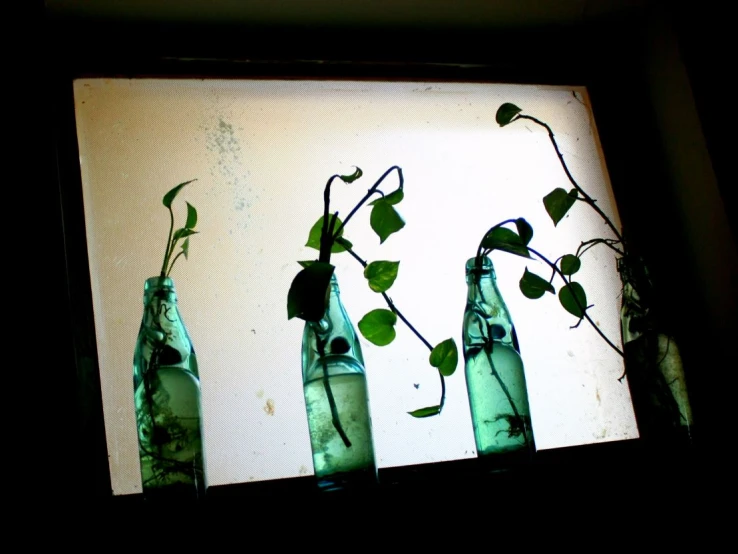 three green bottles filled with plants on a television screen