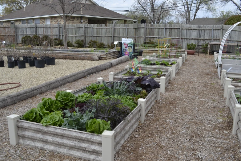 a group of raised wooden raised beds with vegetables growing