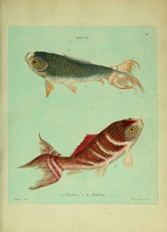 antique print of two fish swimming next to each other