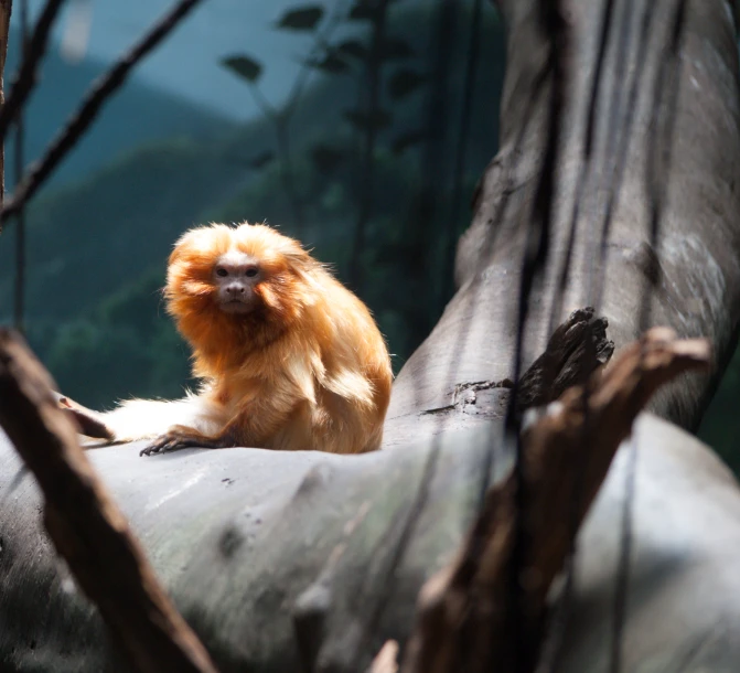 a small monkey is laying on a log