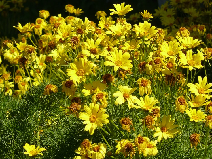 there are many yellow flowers blooming in a field