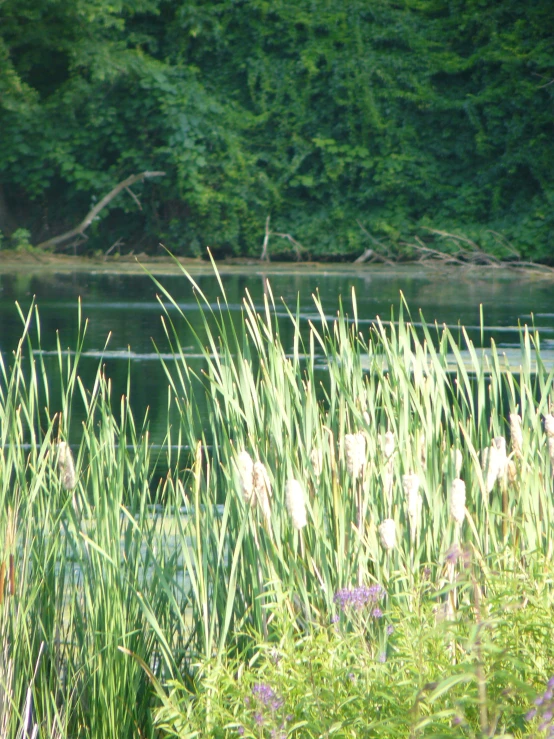 a man on horseback on the water