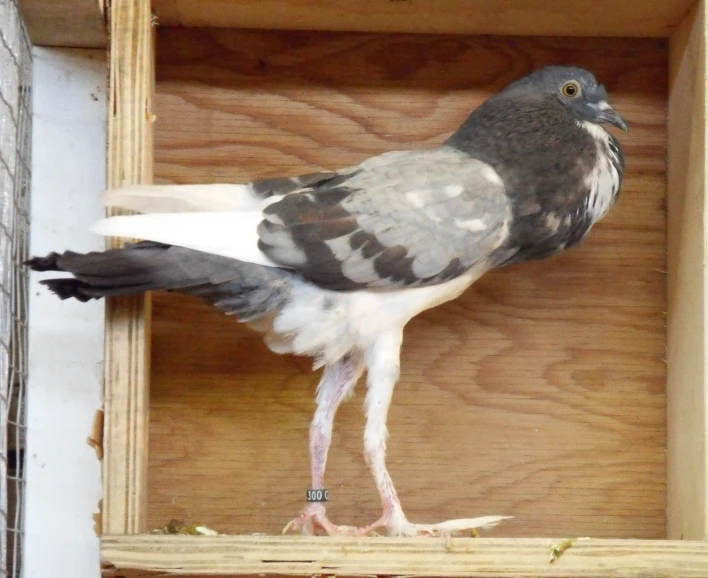 a bird with white feathers and a brown beak