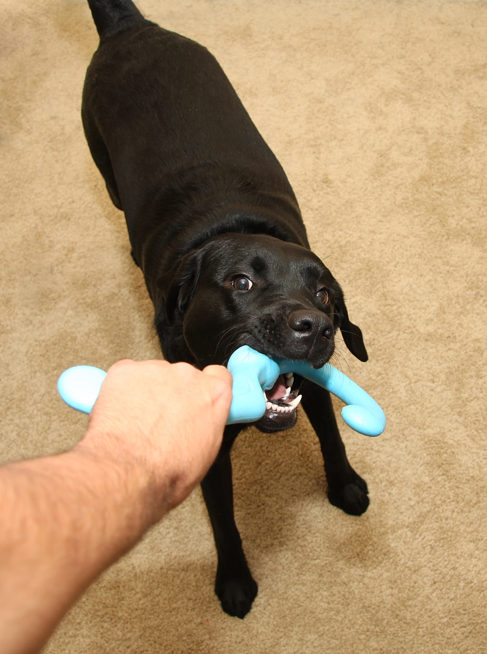 a black dog holding a large toy in his mouth