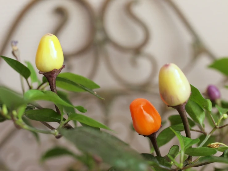 some very pretty little flowers in a vase