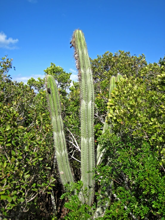 large green cactus next to trees in tropical setting