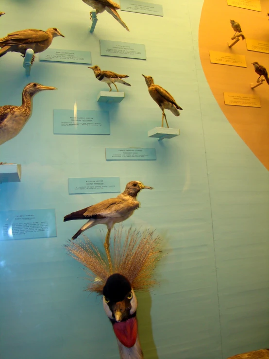 birds and other things in a display on the wall