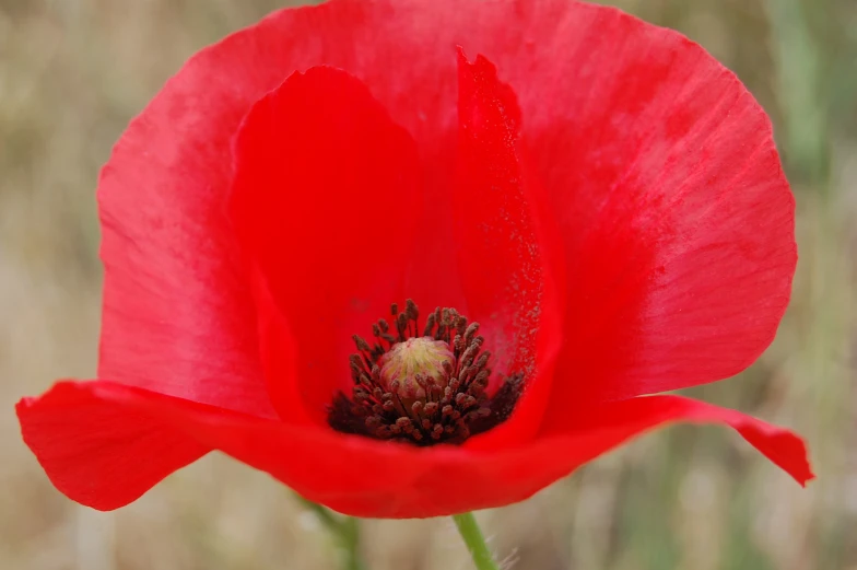 a bright red poppy flower stands out in the midst of green grass