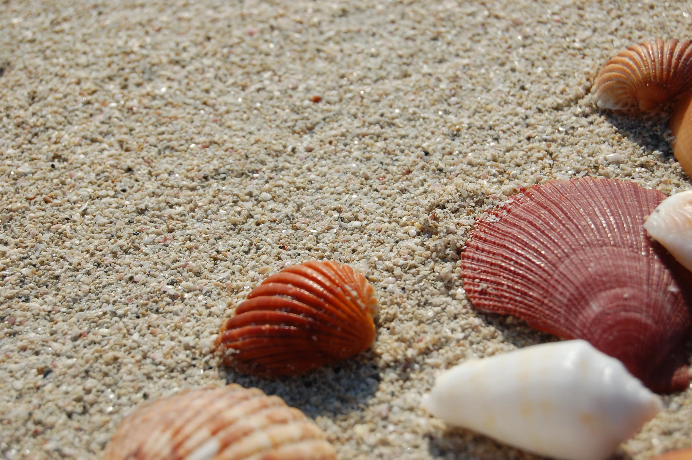 a few different sea shells on the beach