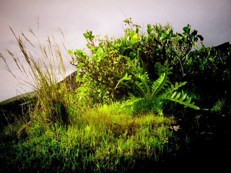 there is a field that has some grass growing in it