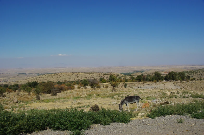 a donkey that is grazing on grass in a field