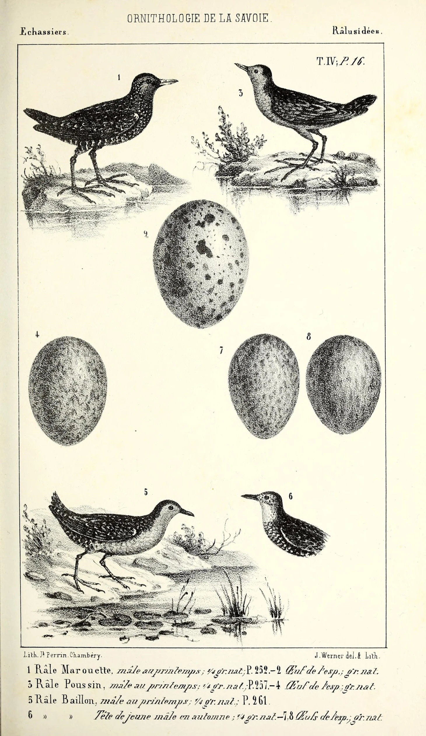 birds and spheres on a page in a book
