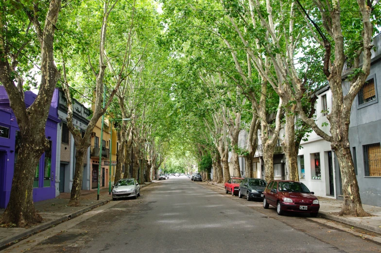 a residential street with trees and cars on the side