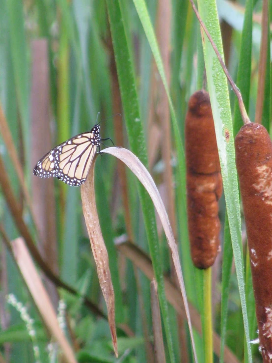 a monarch erfly resting on some very long leaves