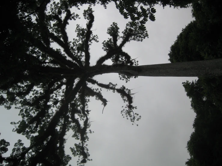 a large tree in front of an overcast sky