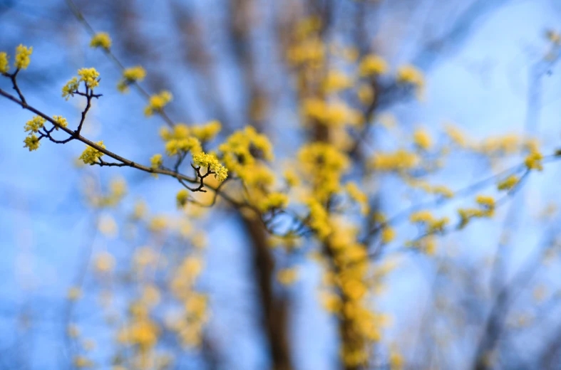 yellow leaves on the nches of some trees