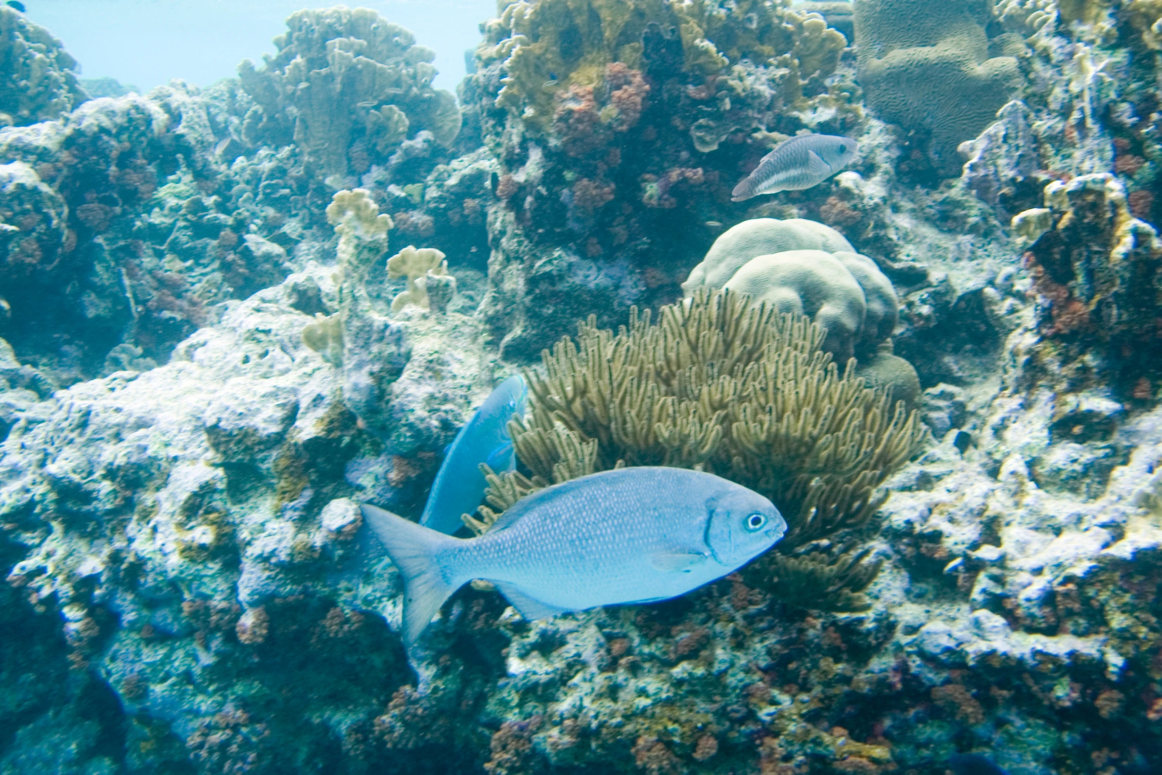 there is an image of fish on the ocean floor