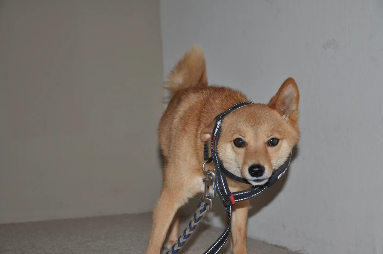 a dog wearing a harness is standing on the ground