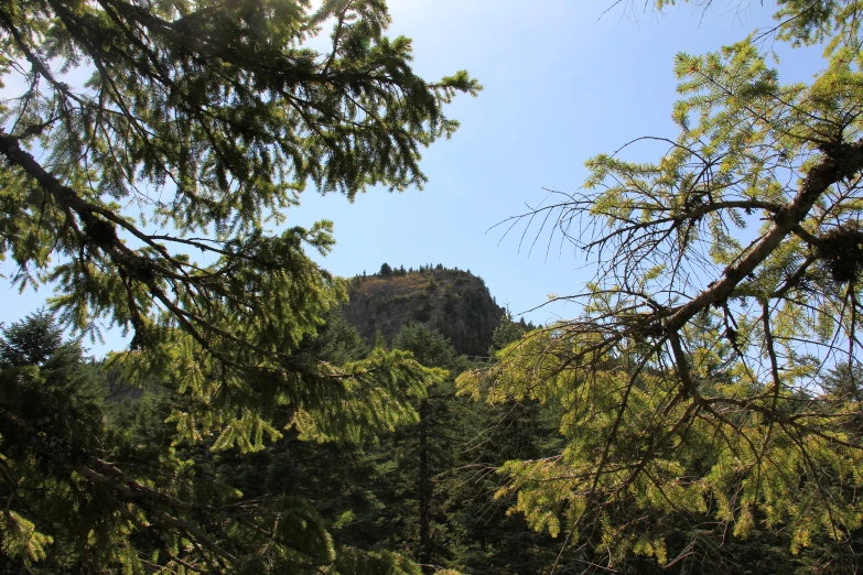 a forest that has trees in it with a castle in the background