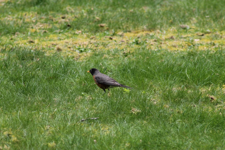 a small bird in the middle of a grass field