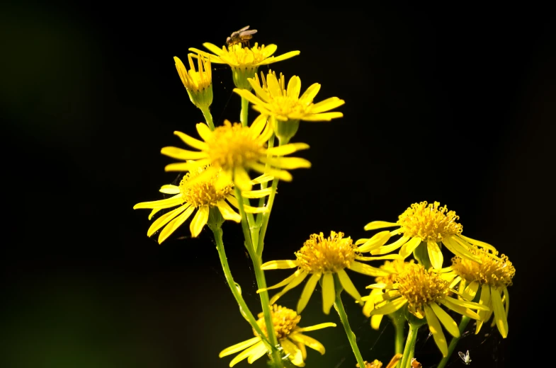 a cluster of yellow flowers with a bee on top