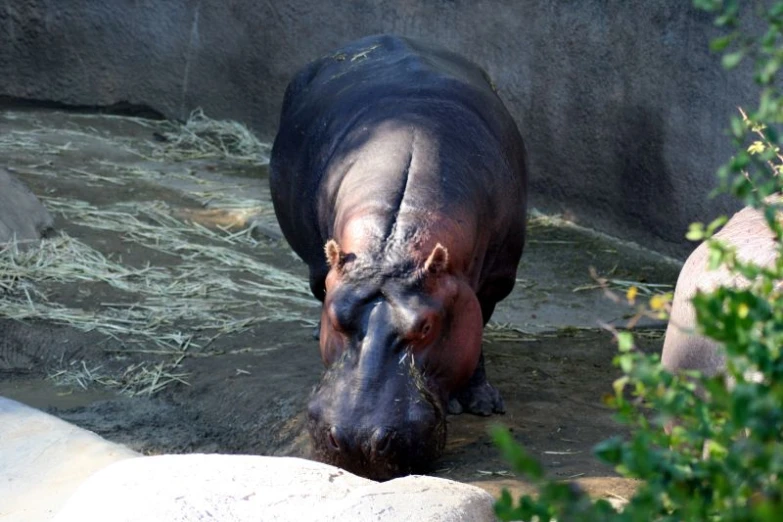 an animal is bathing in the water by himself