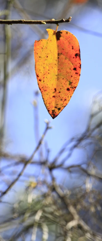 a yellow leaf hanging off of a tree