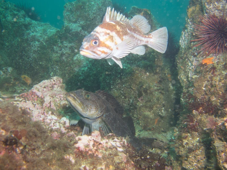 there are two fish on the ocean bed