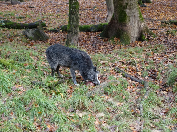 an adult wild boar is eating some grass in a wooded area