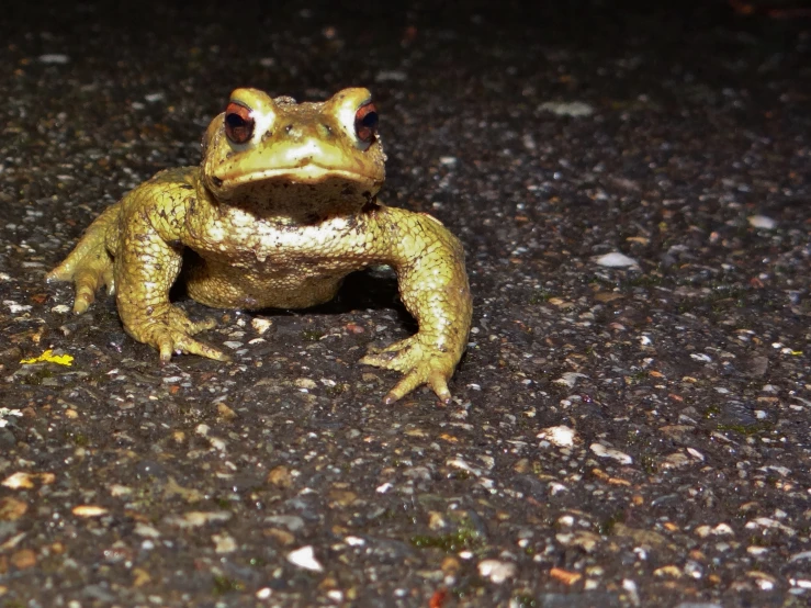 a yellow frog with it's mouth open sitting in the ground